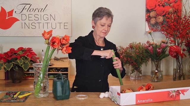 Designing with Amaryllis смотреть онлайн