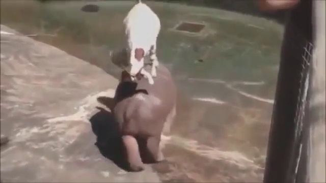 Смешное видео, ПРИКОЛЫ С ЖИВОТНЫМИ, Коза на бегемоте смотреть онлайн