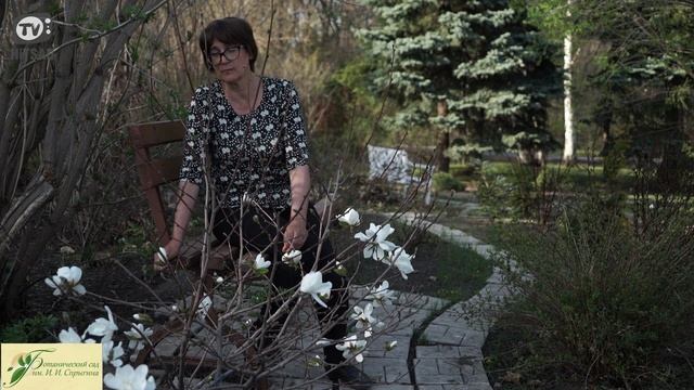 Магнолия в Саду ? Какой Сорт Выбрать ?️ Хитсад ТВ в гостях у Ботанического Сада смотреть онлайн