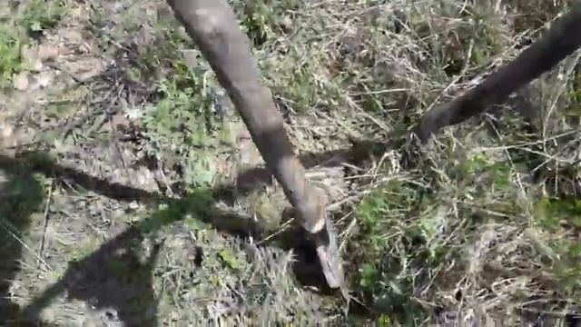 Посадка маньчжурского ореха орехом под Минском в сгоревшем парке. смотреть онлайн