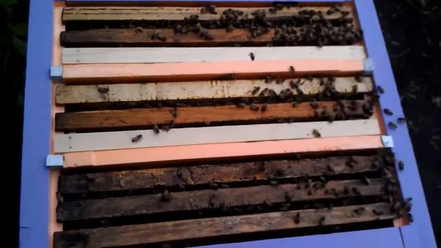 Сформировал отводки и расширил семью 22 мая 2016 смотреть онлайн