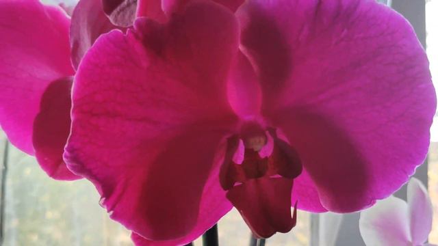 🌺ОРХИДЕИ 🌺НОВЫЕ КРАСАВИЦЫ#beautiful Orchids#