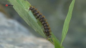 Рассказываю как избавиться от гусениц совки без химии!