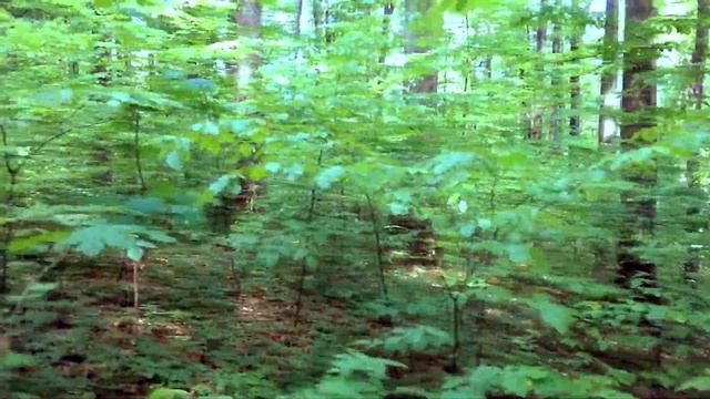 Пение птиц в лесу. Прогулка по солнечному лесу смотреть онлайн