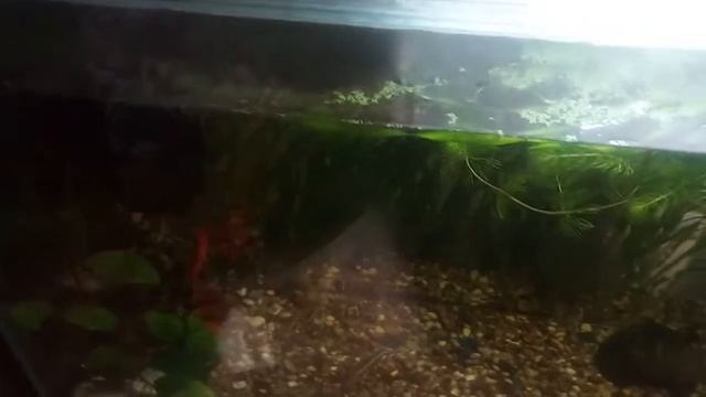 Барбусы едят с рук смотреть онлайн