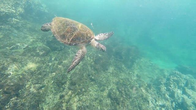 ОАЭ,  Мирамар,  Фуджейра !