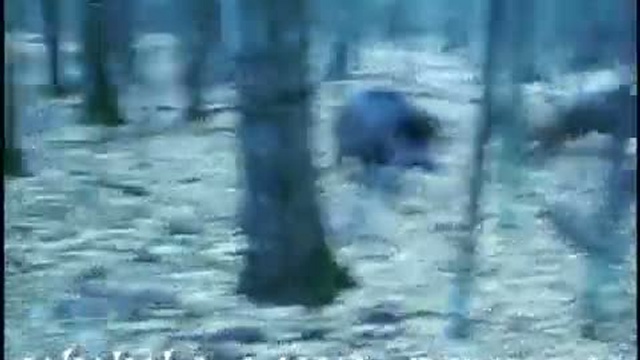 Встреча с кабанами в лесу смотреть онлайн