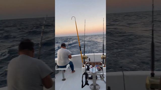 Маврикий Рыбалка и огромные рыбы. #mauritius