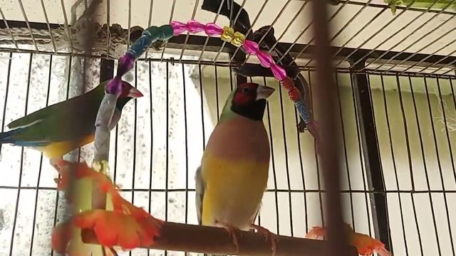 golden french & French bird(1) смотреть онлайн