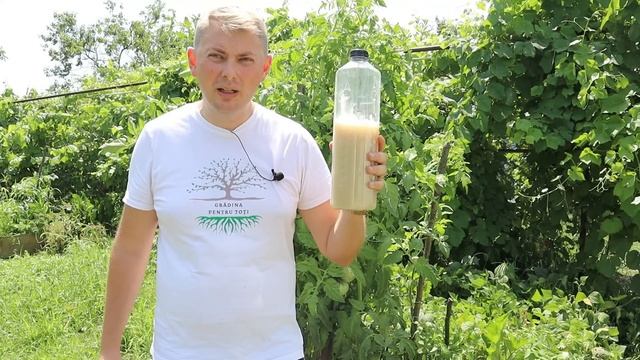 Adevărul despre utilizarea Drojdiei în Grădina ca Fertilizant! смотреть онлайн