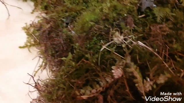 Как обустроить контейнер для улитки Ахатина #улитка #ахатина смотреть онлайн