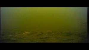 Камера мурена глубина 5 метров  илистое дно .