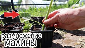 Размножьте малину этим способом летом в июне июле! Как размножить малину зелеными черенками?