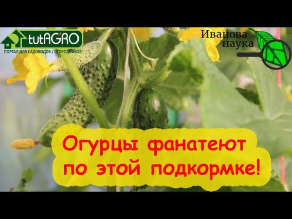 ОГУРЦЫ ВМИГ ПОКРОЮТСЯ ЗАВЯЗЯМИ и ПЛОДАМИ! Просто опрыскайте их этим раствором.