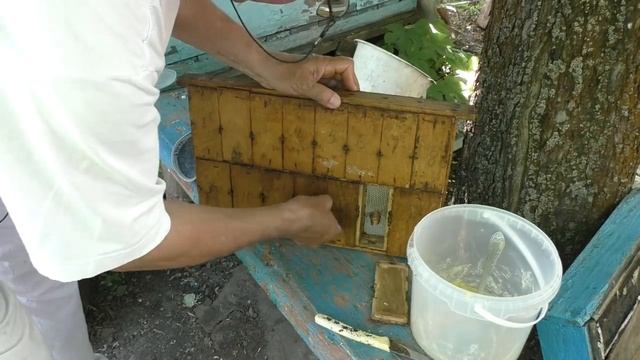 Как получить маток из маточников? смотреть онлайн