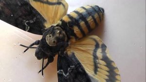 БРАЖНИКИ: 16. Acherontia atropos (Бражник Мёртвая Голова)
