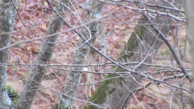 Косули в лесу 9.12.18 смотреть онлайн