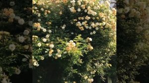 Плетистая роза Ghislaine de Feligonde (Гислен де Фелигонд). Кусту 15 лет.