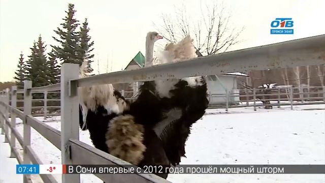 Зимовка южных животных в сюжете «Зимовка в челябинском зоопарке» смотреть онлайн