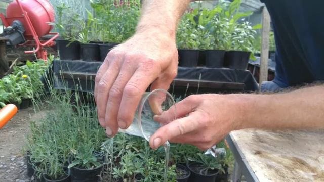 How to grow cyclamen from seed (sorry for so many posts but I can't help it) смотреть онлайн
