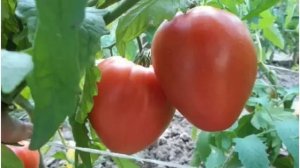 ТОМАТ ЛЕНТЯЙКА - ХАРАКТЕРИСТИКА СОРТА ТОМАТА ЛЕНТЯЙКА