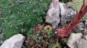 Каменистый садик. Очитки и молодило. Часть 1.