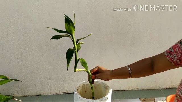 Lucky Bamboo spirals tree смотреть онлайн