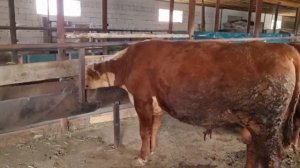 Откорм бычков, как нужно кормить бычков, что бы получить хороший привес  от А до Я.