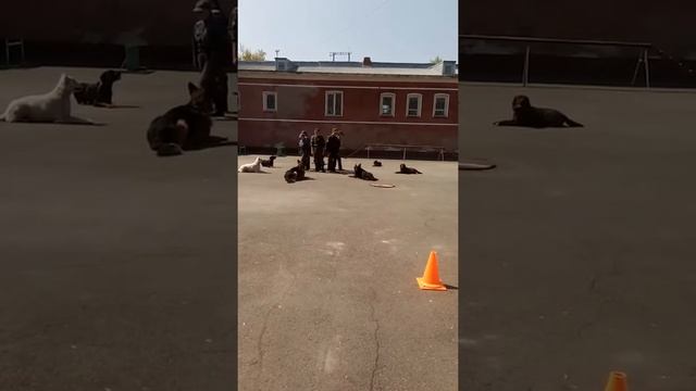 Алтайский техникум кинологии и предпринимательства смотреть онлайн