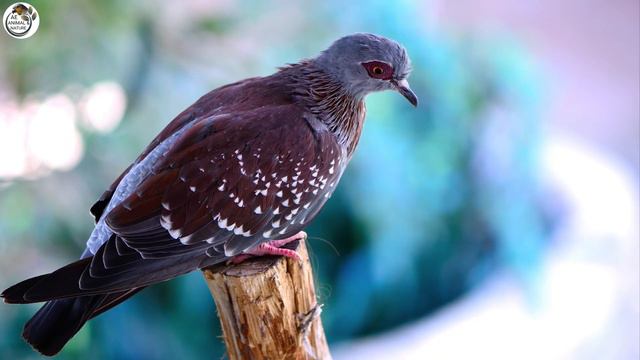 Most beautiful pigeons and doves photo collection. смотреть онлайн