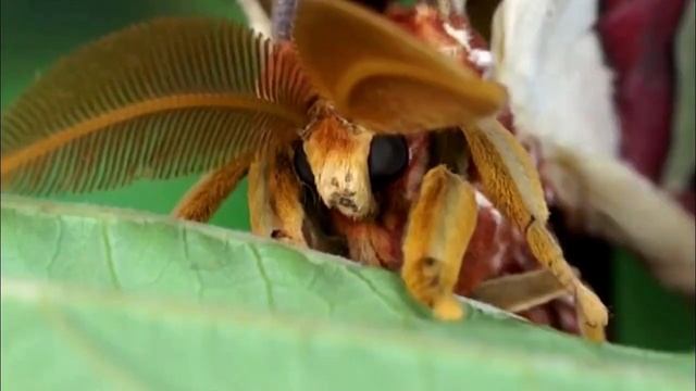 Атлас павлиноглазка - бабочка исполин! смотреть онлайн