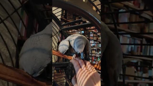 Попугай требует нежности :)