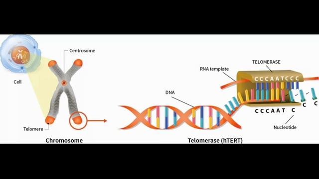 Хромосомная ДНК и её упаковка в хроматиновое волокно