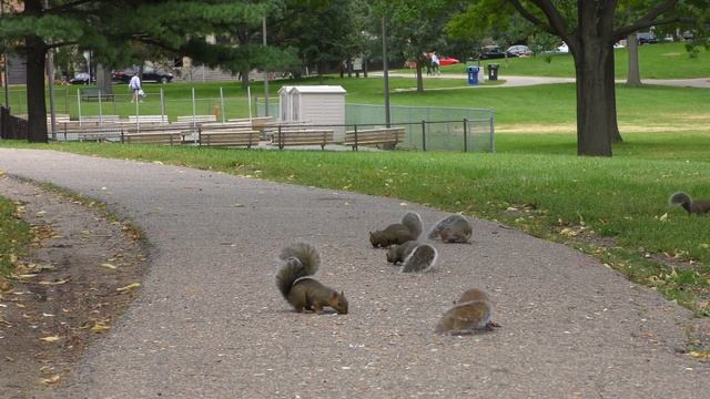 для кошек и собак, белки, 2 часа видео
