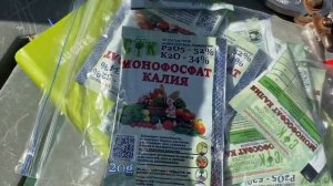 Монофосфат калия для роз в кашпо! Мой опыт.