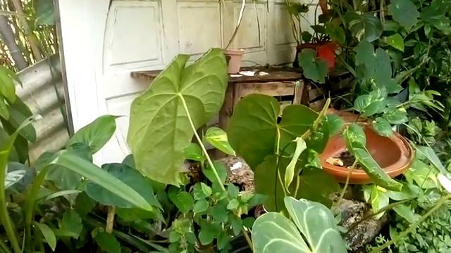Minha alocasia com as visitantes!... смотреть онлайн