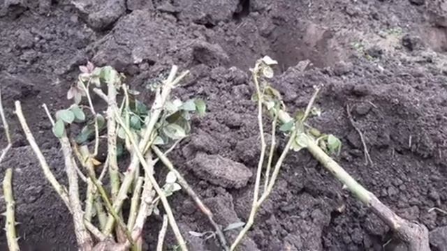 ПОЗДНЯЯ ОСЕНЯЯ ПОСАДКА РОЗ! смотреть онлайн