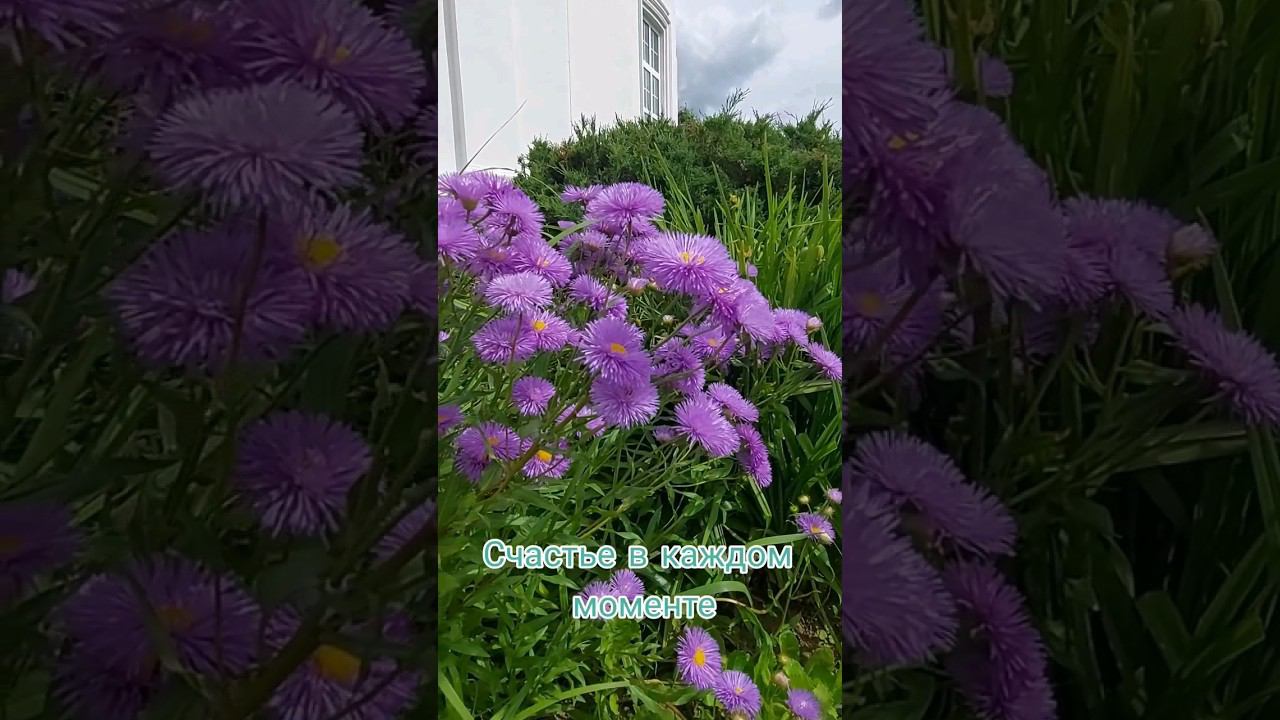 Прекрасный новый день!!!#love #радость смотреть онлайн