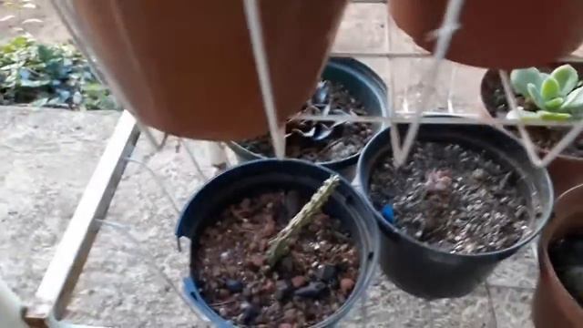 # Mudas# suculentas смотреть онлайн