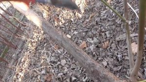 Кизил, обрезка. Часть 2