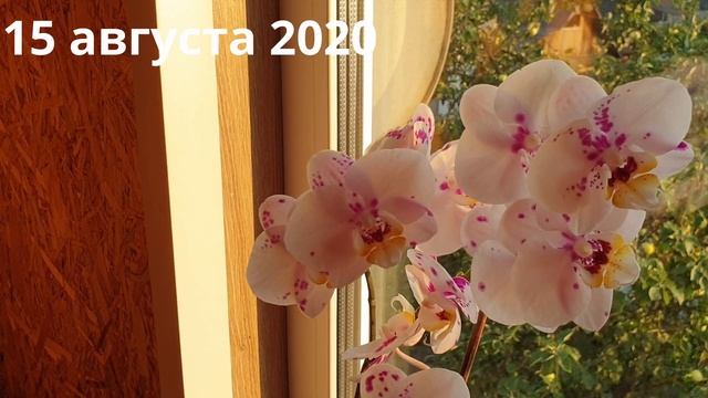 Результат пересадки орхидеи и отделения верхушки: пышное цветение и 2 детки орхидеи смотреть онлайн