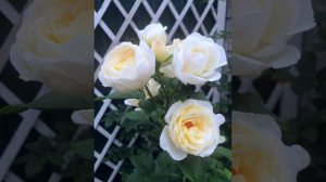 Роза Uetersener Klosterrose