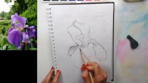 1. Рисуем вместе ИРИС. Скетч-лето-2020