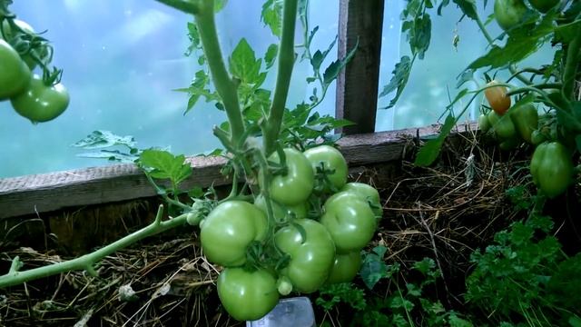 Томат Снежная сказка на улице и в теплице 04.08.18. Семена Ольги Черновой смотреть онлайн