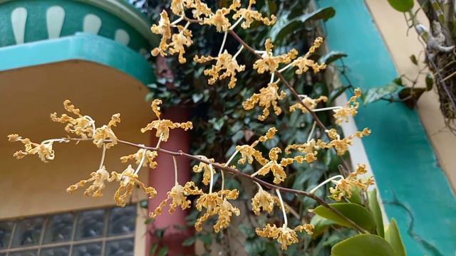 Dendrobium discolor Anggrek keriting Species Papua смотреть онлайн