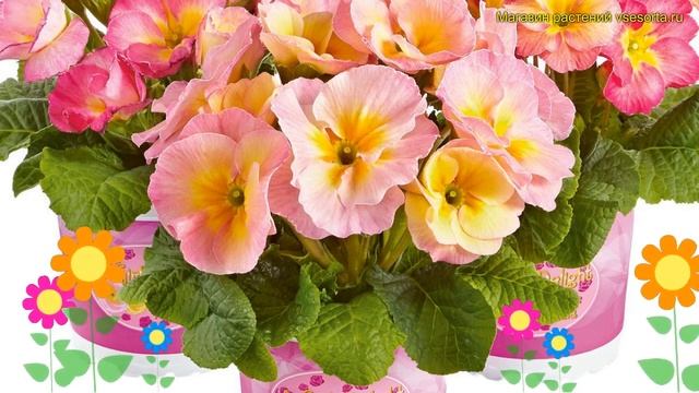 Примула высокая Герлс Делайт Пинк Шейдс. Краткий обзор primula elatior Girls Delight Pink Shades смотреть онлайн
