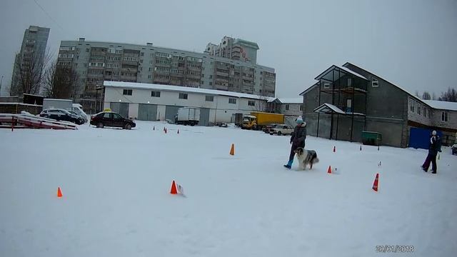 Rally Obedience КСС Аргус - Пешехонова Екатерина Колли длинношерстный HOKSVUD SAPPHIRE SOLDIER смотреть онлайн