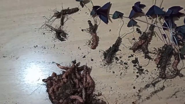 Как пересадить оксалис весной смотреть онлайн