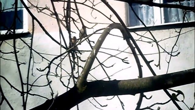 Wróbelki na drzewie, Sparrows on a tree, воробьи на дереве смотреть онлайн