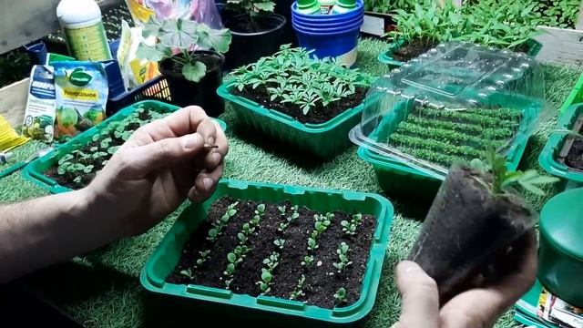 РАССАДА СТАНЕТ КРЕПКАЯ И НЕ БУДЕТ ВЫТЯГИВАТЬСЯ правильный уход за рассадой смотреть онлайн